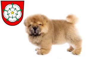 Mehr über den Artikel erfahren Chow-Chow Züchter und Welpen in Rosenheim