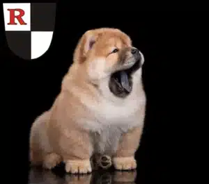 Mehr über den Artikel erfahren Chow-Chow Züchter und Welpen in Roth