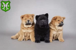 Mehr über den Artikel erfahren Chow-Chow Züchter und Welpen in Saalfeld/Saale