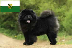 Mehr über den Artikel erfahren Chow-Chow Züchter und Welpen in Sachsen