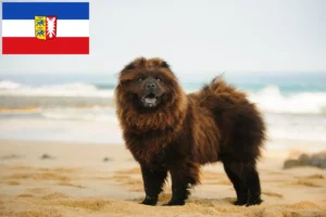 Mehr über den Artikel erfahren Chow-Chow Züchter und Welpen in Schleswig-Holstein