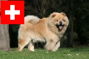 Mehr über den Artikel erfahren Chow-Chow Züchter und Welpen in der Schweiz