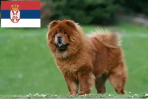 Mehr über den Artikel erfahren Chow-Chow Züchter und Welpen in Serbien