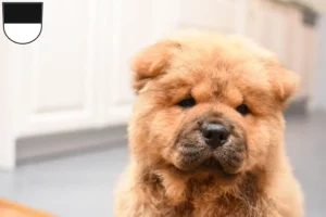 Mehr über den Artikel erfahren Chow-Chow Züchter und Welpen in Ulm