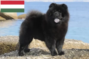 Mehr über den Artikel erfahren Chow-Chow Züchter und Welpen in Ungarn