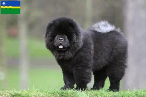 Mehr über den Artikel erfahren Chow-Chow Züchter und Welpen in Flevoland