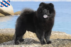 Mehr über den Artikel erfahren Chow-Chow Züchter und Welpen in Friesland