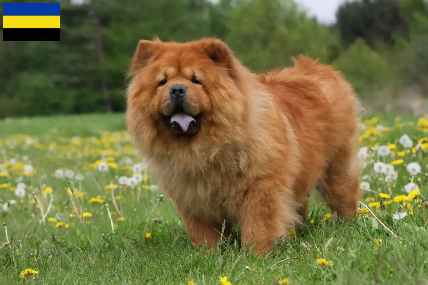 Mehr über den Artikel erfahren Chow-Chow Züchter und Welpen in Gelderland