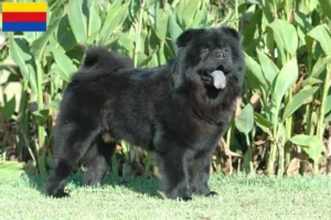 Mehr über den Artikel erfahren Chow-Chow Züchter und Welpen in Nordholland