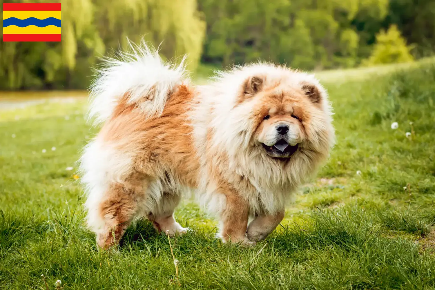 Mehr über den Artikel erfahren Chow-Chow Züchter und Welpen in Overijssel