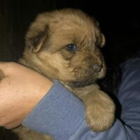 Gipsy, Hündin, Geb: September 2024, wird ca. 45 cm, Shar-Pei Mix