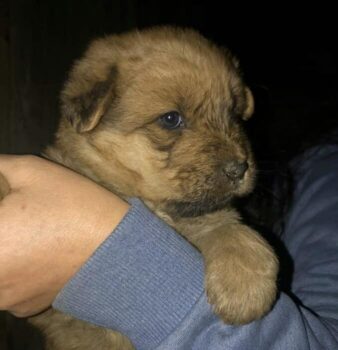 Gipsy, Hündin, Geb: September 2024, wird ca. 45 cm, Shar-Pei Mix