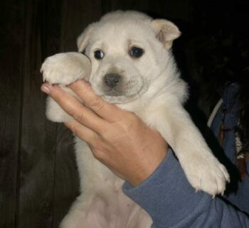 Fiffy, Hündin, Geb: November 2024, wird ca. 45 cm, Shar-Pei Mix