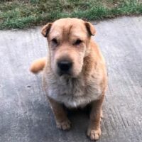 Shari, Hündin, Geb: November 2021, ca. 43 cm, Shar-Pei Mix