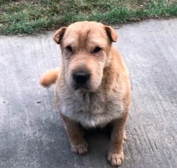 Shari, Hündin, Geb: November 2021, ca. 43 cm, Shar-Pei Mix