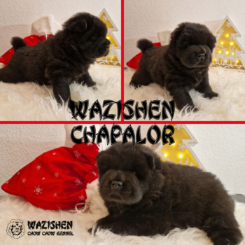 🐾 Caphalor – Draufgänger mit Kuschelfaktor sucht sein Traumzuhause! 🎄❤️