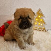 🐾 Süßer Weihnachtscharmant: Chow-Chow Welpe Chikono sucht sein Für-Immer-Zuhause! 🎄❤️