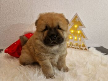 🐾 Süßer Weihnachtscharmant: Chow-Chow Welpe Chikono sucht sein Für-Immer-Zuhause! 🎄❤️