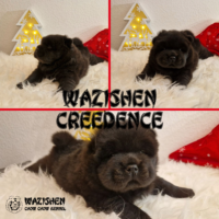 🌞 Creedence – Kleiner Sonnenschein auf der Suche nach ihrem Für-Immer-Zuhause! 🎄❤️