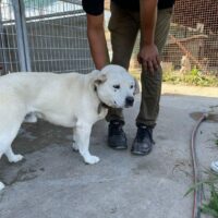 Paul: lebensfroher Rüde sucht dringend eine liebevolle Familie, Shar-Pei-Mix (vermutlich)