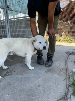 Paul: lebensfroher Rüde sucht dringend eine liebevolle Familie, Shar-Pei-Mix (vermutlich)