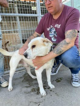 Peter: treuer Gefährte wartet sehnsüchtig auf eine Familie, Shar-Pei-Mix (vermutlich)