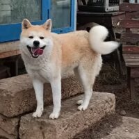 Akita Inu Hündin sucht ein Zuhause