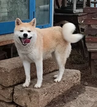 Akita Inu Hündin sucht ein Zuhause