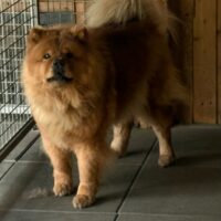 Zierliche Chow Chow Hündin sucht liebevolles Zuhause. Herrchen unerwartet verstorben