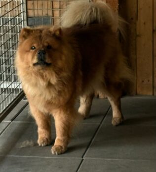 Zierliche Chow Chow Hündin sucht liebevolles Zuhause. Herrchen unerwartet verstorben